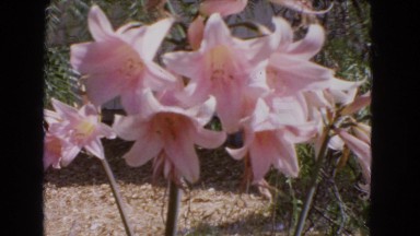 1966: a close up of a flower scene CATALINA, CALIFORNIA