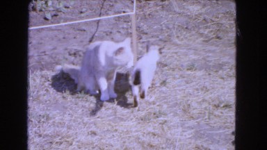 1966: free roaming around the compound having fun, kittens