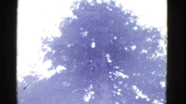 1952: following the lines of a massive tree from the very top to the base