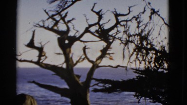 1952: a breathtaking view of trees and water SAN FRANCISCO, CALIFORNIA