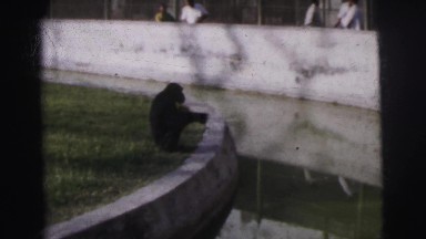 1962: a monkey eating at the zoo. BANGKOK