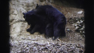 1962: just having fun: two black bear siblings wresting on the side of hill