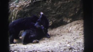 1962: couple bears play around in the woods with each other in front of a cave