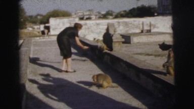 1962: monkey takes food from a nervous woman's hand