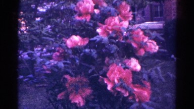 1966: summer pink flowers DANVILLE, ILLINOIS