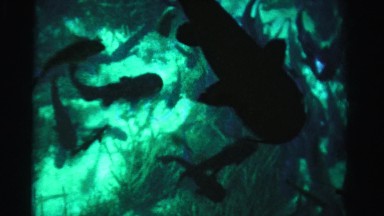 1955: aquarium fish swimming view from above MIAMI, FLORIDA