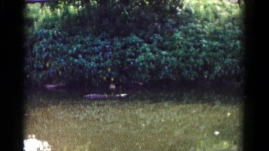 1961: ducks moving on water near shore HAGERSTOWN, MARYLAND