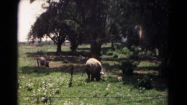 1961: sheep grazing in grass fields HAGERSTOWN, MARYLAND