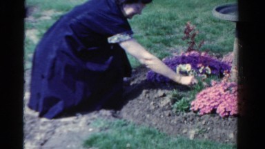 1958: woman picking weeds from flower garden MINNESOTA