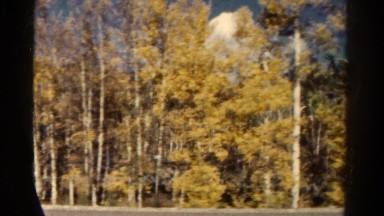1967: journey through colorful deciduous forest on sunny day COLORADO