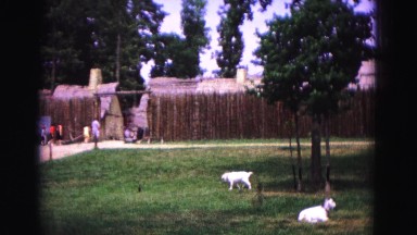 1964: Fenced-In Fort with Goats Grazing in Front Yard JAMESTOWN, VIRGINIA
