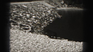 1946: dog walks on beach and observes the water HARRISBURG