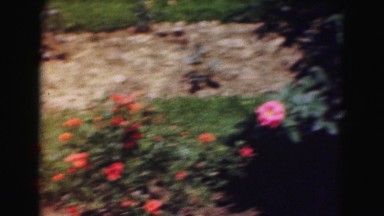 1946: woman and her rose gardens WASHINGTON, DC