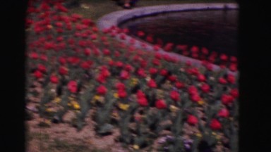 1946: flowers everywhere. garden full of flowers
