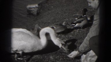 1946: duck love when you feed them bread WASHINGTON, DC