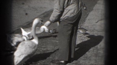 1946: birds are seen feeding themselves WASHINGTON, DC