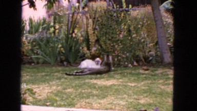 1963: animal is seen which is heavy furred CALIFORNIA