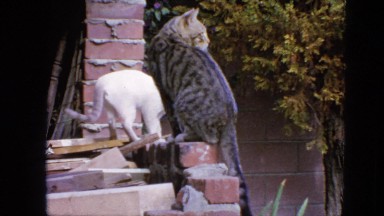 1963: cats are jumping up the wall CALIFORNIA