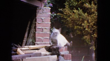 1963: cat balancing on wall CALIFORNIA