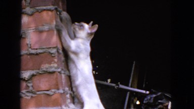 1963: cat is climbing up the wall CALIFORNIA