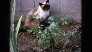 1963: cat is sitting in the gardens CALIFORNIA
