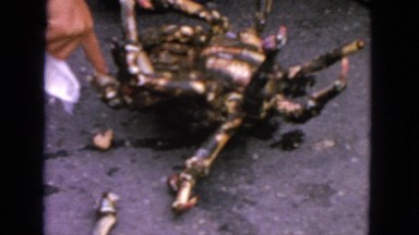 1963: someone trying to pick up crab while it struggles on it's back CALIFORNIA