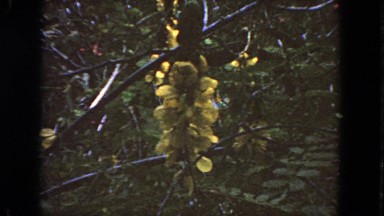 1963: close up of flower scene CALIFORNIA