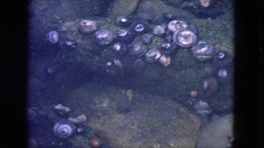 1963: crab struggles to climb up rock full of shells CALIFORNIA