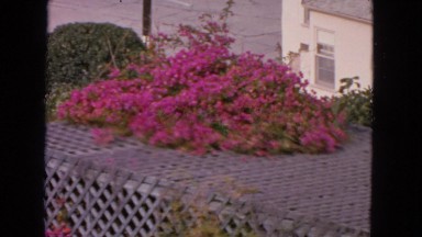 1963: pink garden CALIFORNIA