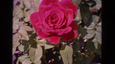 1963: beautiful rose CALIFORNIA