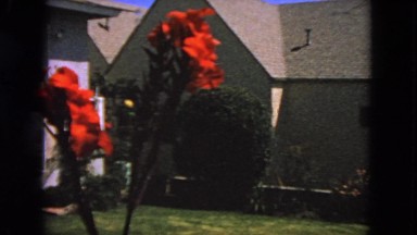 1963: garden alongside the house CALIFORNIA