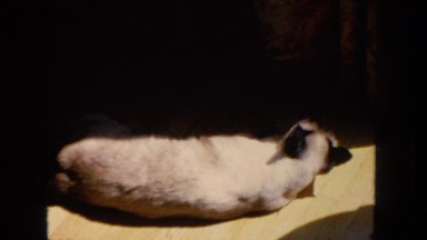 1962: cat is seen SAN PEDRO, CALIFORNIA