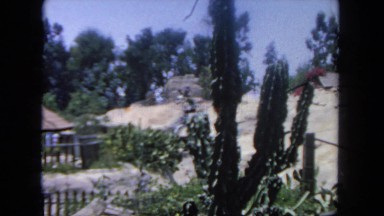 1962: tall cactus and house and it's accompanying yard behind it SAN PEDRO