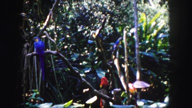 1960: Lush Florida Garden with Trees and Pathway