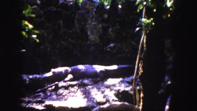 1960: Huge Alligator Resting in Shade in Tropical Florida