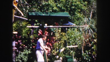 1960: Lush Florida Garden with Trees and Residential Pathway