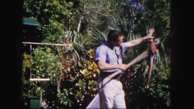1960: Lush Florida Garden with Greenery and Pathway