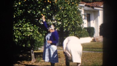 1960: old women picking oranges from blossoming fruit tree FLORIDA