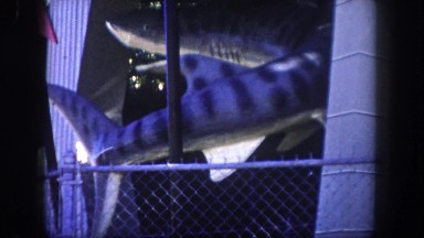 1960: two sharks in museum FLORIDA
