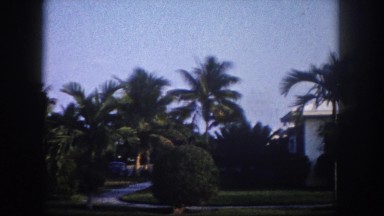 1960: florida palm tree mansion white house front yard gardens FLORIDA