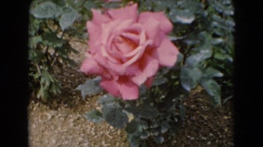 1947: close up of flower scene MIDDLETOWN