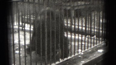 1947: aging scraggly bear rolling tumbling performing in small cage at circus