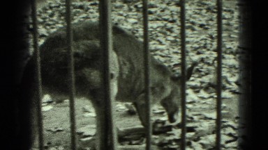 1947: kangaroo eating leaf and giraffe standing regally at local zoo MIDDLETOWN