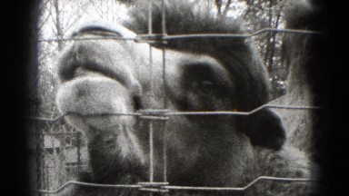 1947: an animal is seen MIDDLETOWN