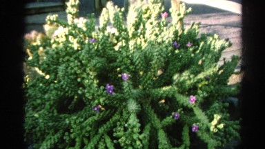 1966: plant with purple flowers CALIFORNIA