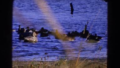 1968: Small Excited Flock of Wild Ducks Gather Around Pair of Decoys