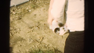 1968: Person Taking Cats Out of Box in Summer Sunshine Diller, Nebraska