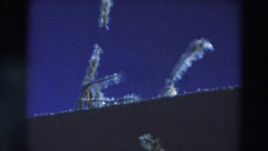 1968: beauty of frozen branches of winter in the wind DILLER, NEBRASKA