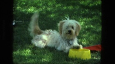 1974: cute happy dog wagging it's tail wants to play fetch with ladies visiting