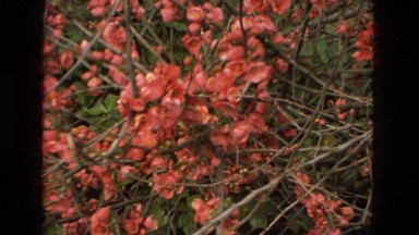 1978: Orange Flowering Bush Plants France